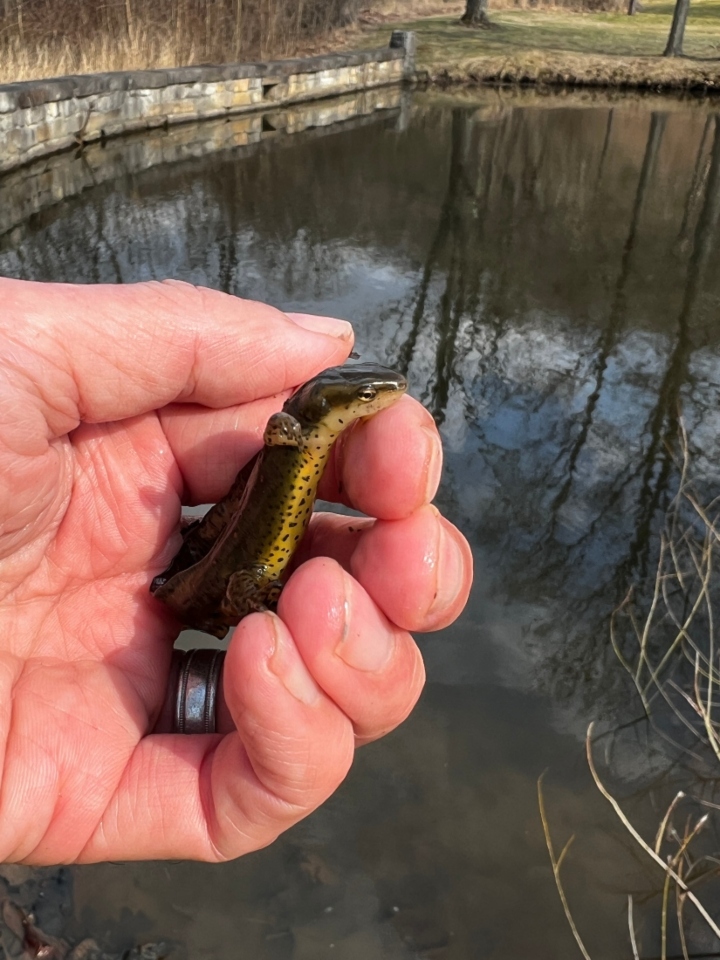 Red-spotted Newt